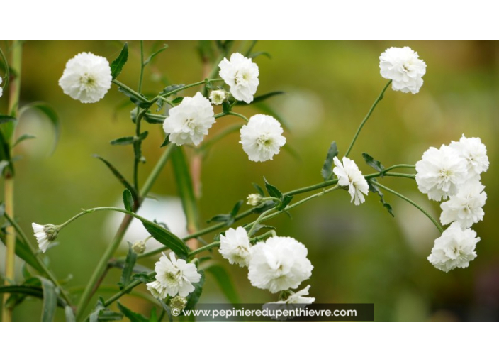 ACHILLEA ptarmica 'La Perle' ACHILLEA ptarmica 'La Perle'