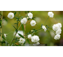 ACHILLEA ptarmica 'La Perle' ACHILLEA ptarmica 'La Perle'