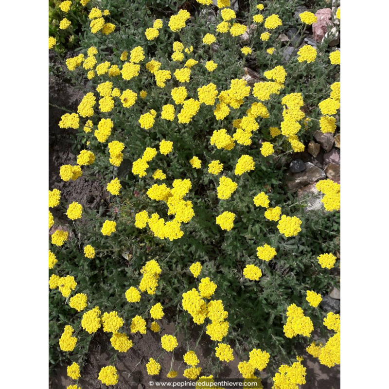ACHILLEA tomentosa 'Aurea'