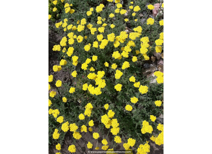 ACHILLEA tomentosa 'Aurea'