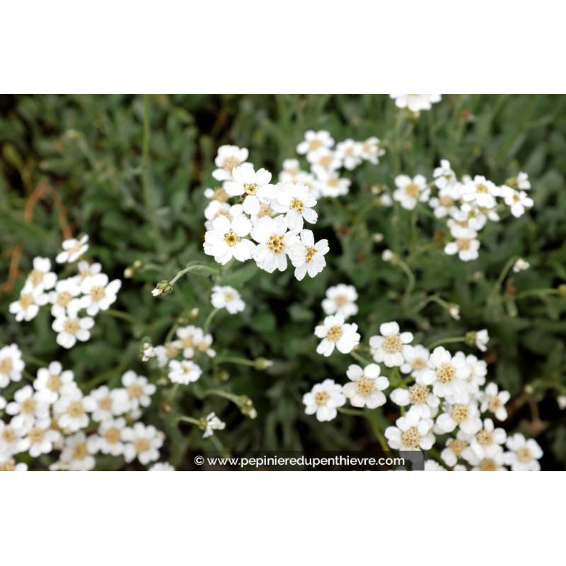 ACHILLEA umbellata