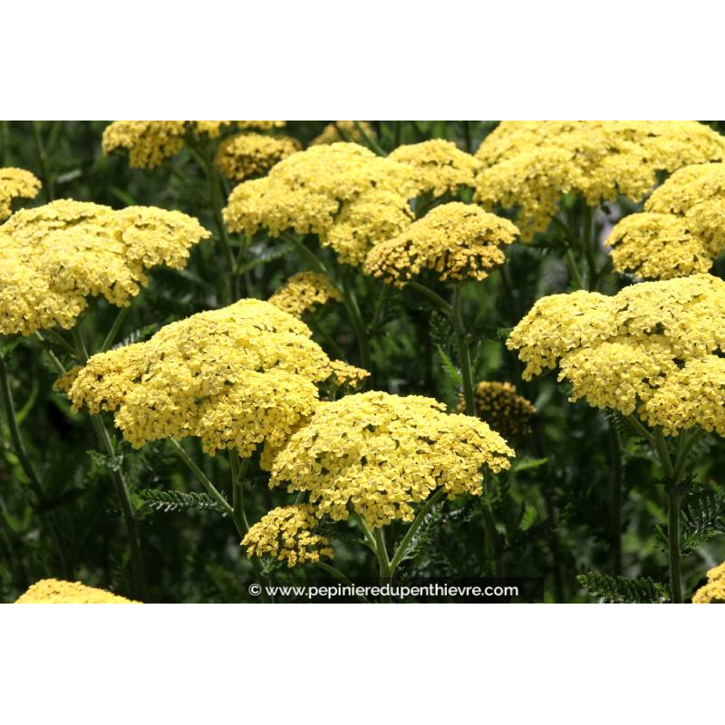 ACHILLEA x 'Credo'
