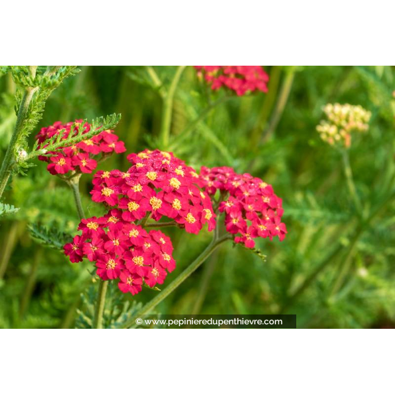 ACHILLEA millefolium 'Paprika'