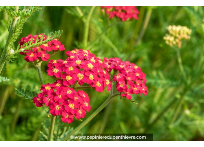 ACHILLEA millefolium 'Paprika'