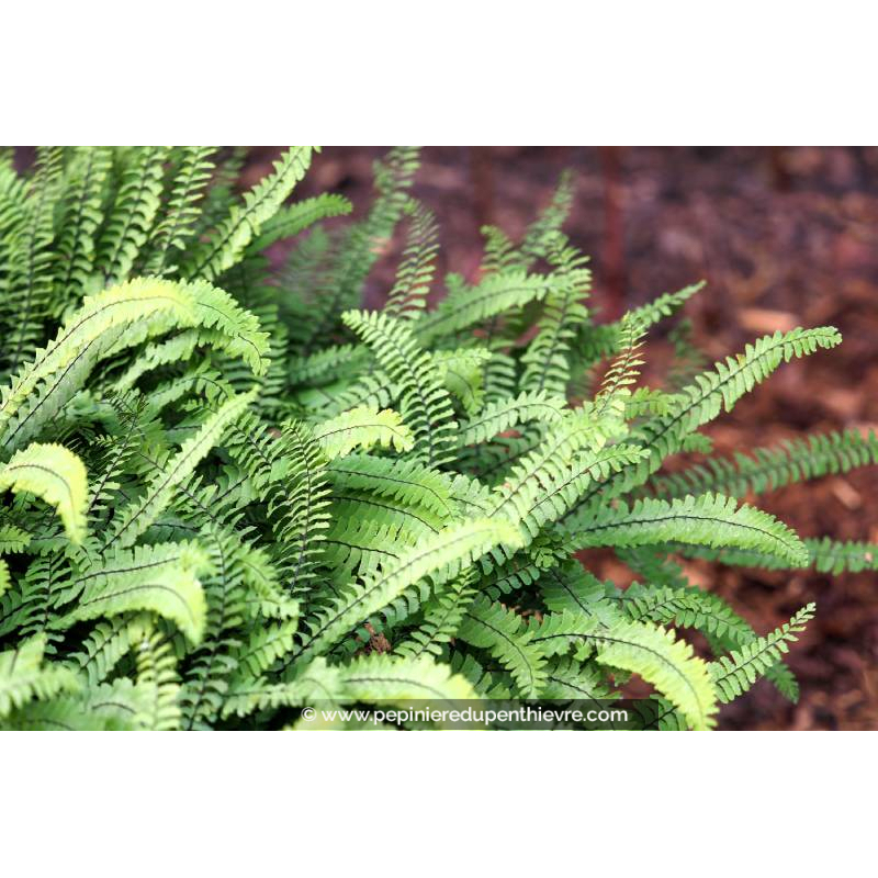 ADIANTUM pedatum 'Imbricatum'