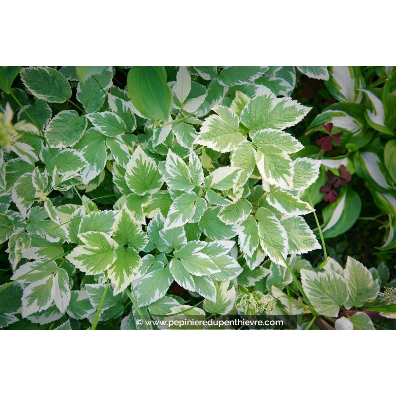 AEGOPODIUM podagraria 'Variegata'