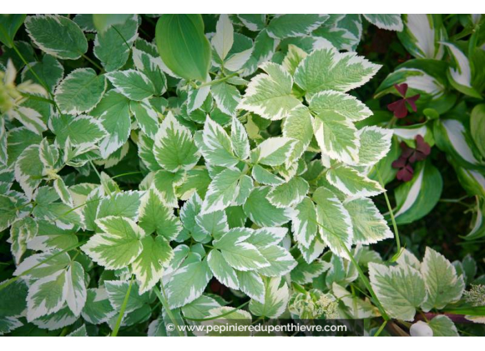 AEGOPODIUM podagraria 'Variegata'