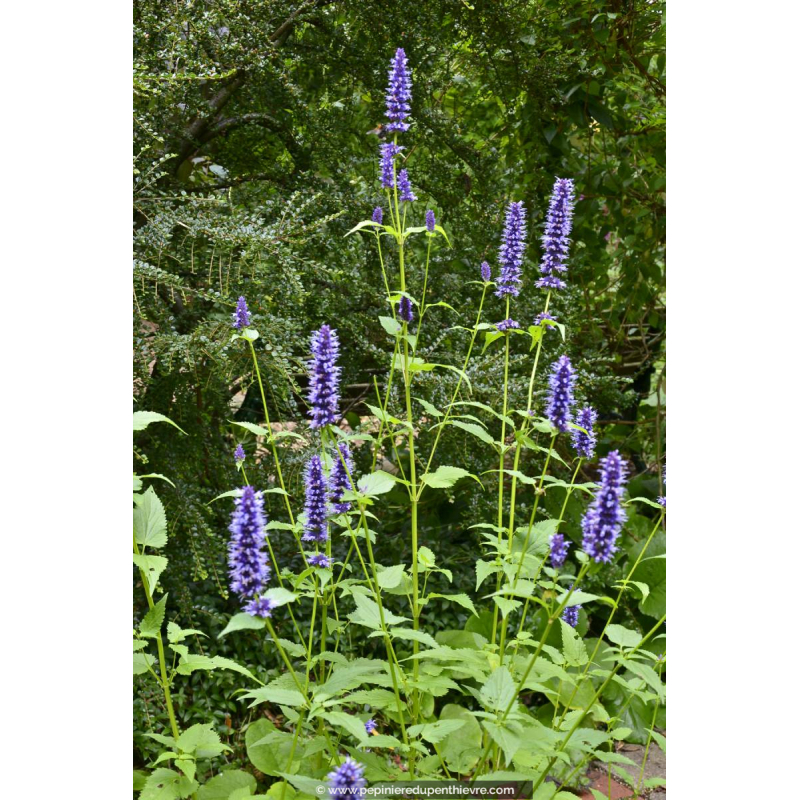 AGASTACHE 'Black Adder'