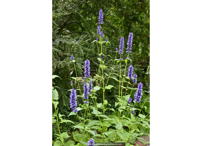 AGASTACHE 'Black Adder'
