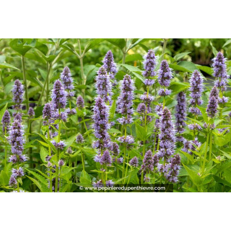 AGASTACHE 'Blue Fortune'
