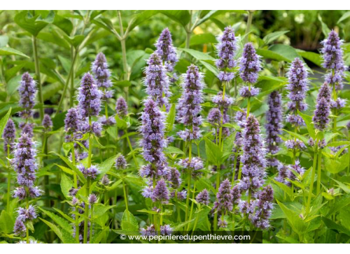 AGASTACHE 'Blue Fortune'