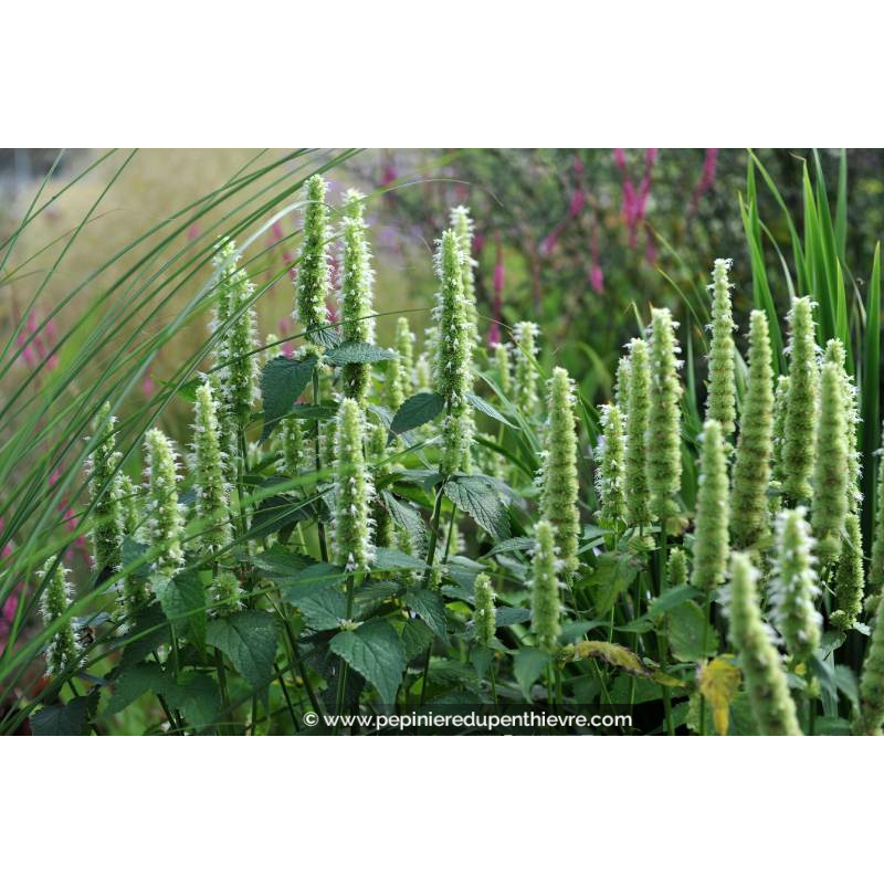 AGASTACHE rugosa 'Alabaster'