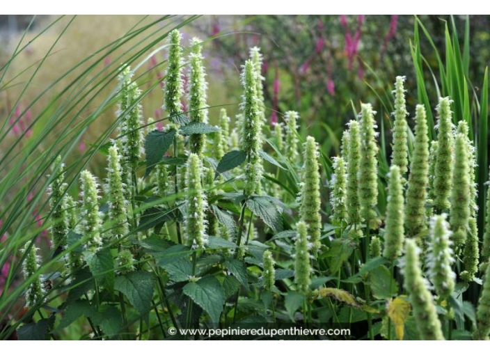 AGASTACHE rugosa 'Alabaster'
