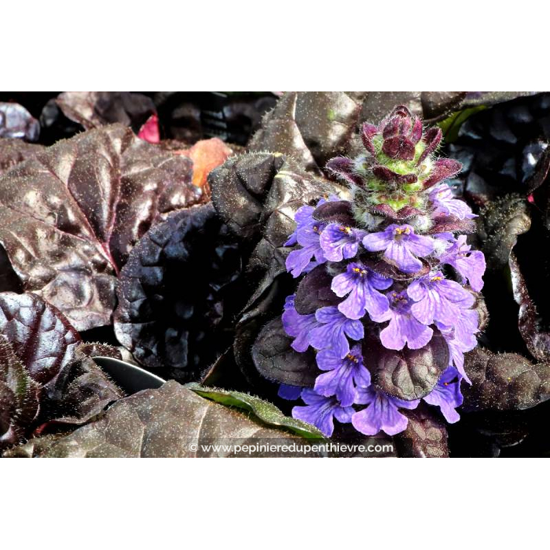 AJUGA reptans 'Black Scallop'