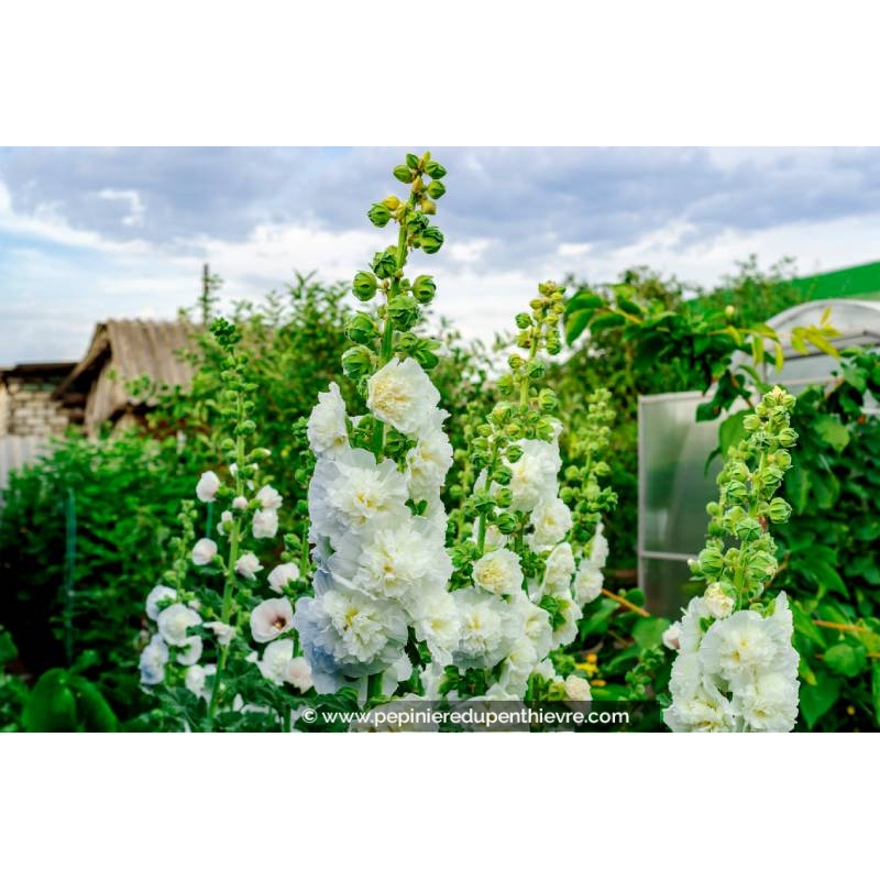 ALCEA rosea 'Chater's Double White'