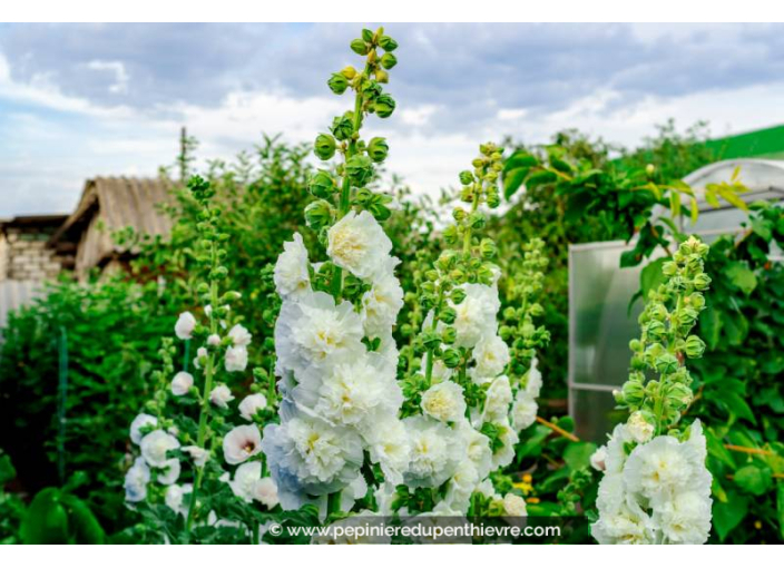ALCEA rosea 'Chater's Double White'
