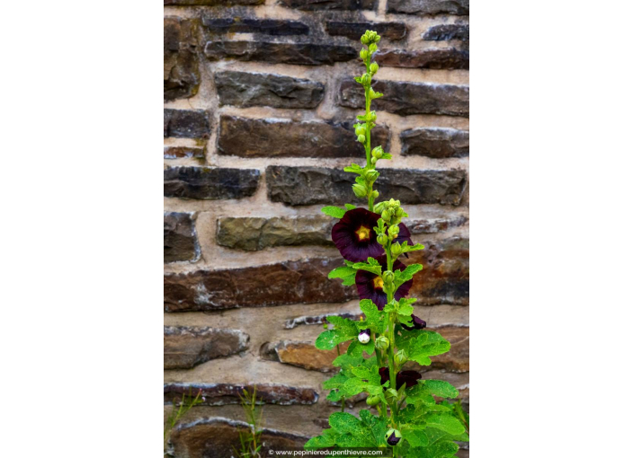 ALCEA rosea 'Nigra'