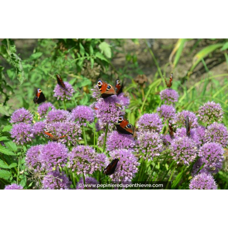 ALLIUM 'Millenium', Ail d'ornement, rose pourpre - Pépinière du Penthièvre