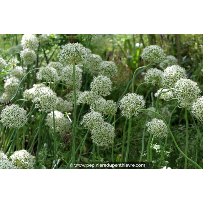 ALLIUM nigrum