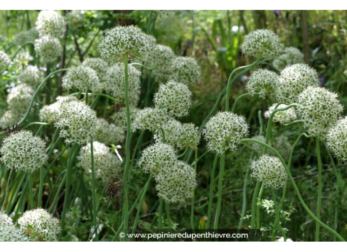 ALLIUM nigrum