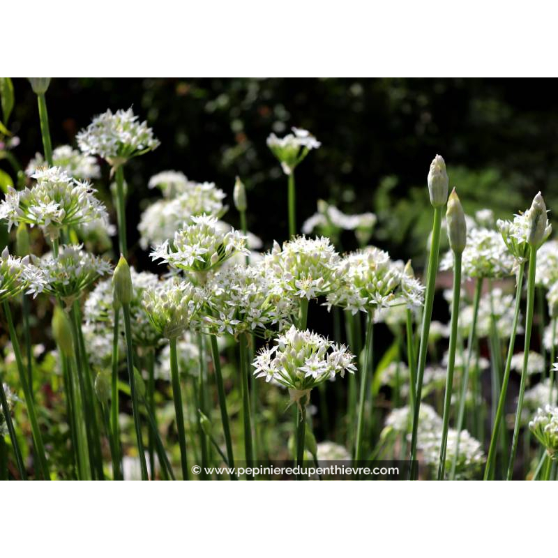 ALLIUM tuberosum