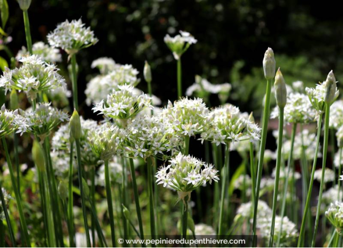 ALLIUM tuberosum