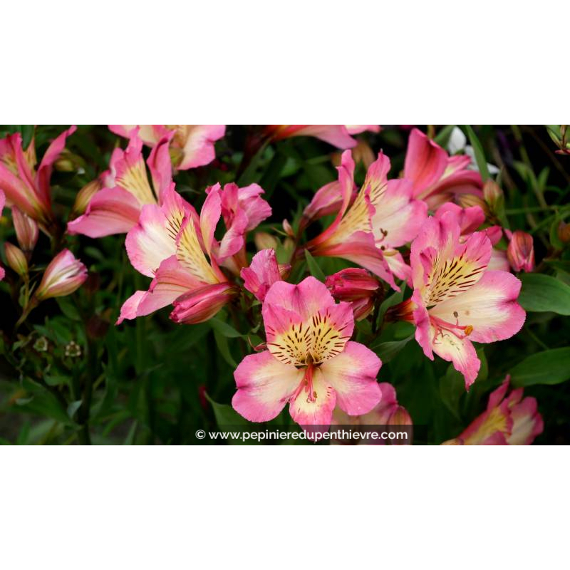 ALSTROEMERIA 'Summer Break'