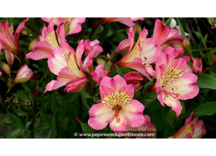 ALSTROEMERIA 'Summer Break'