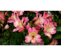 ALSTROEMERIA 'Summer Break'