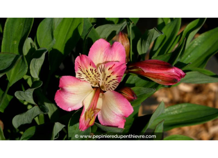 ALSTROEMERIA 'Summer Break'