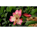 ALSTROEMERIA 'Summer Break'