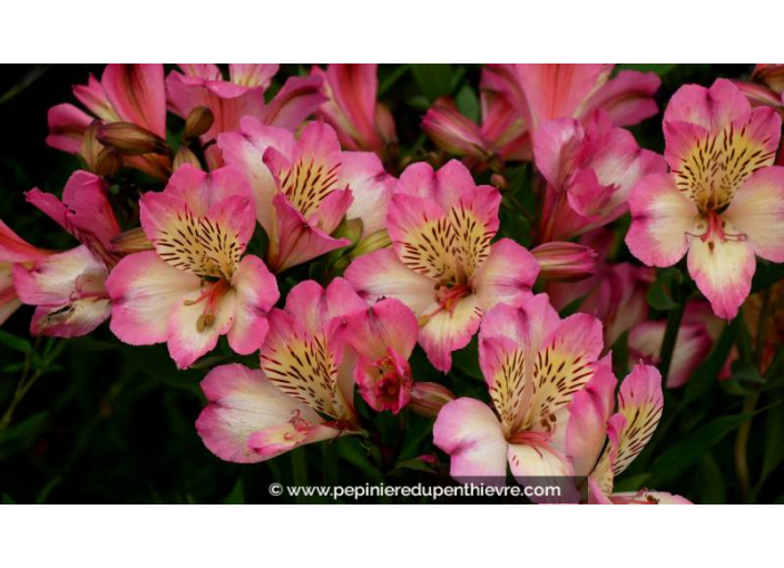 ALSTROEMERIA 'Summer Break'
