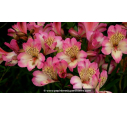 ALSTROEMERIA 'Summer Break'
