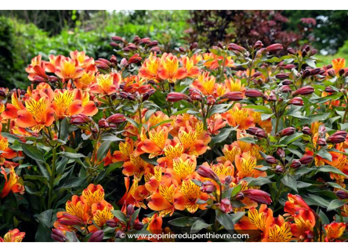 ALSTROEMERIA 'Indian Summer'