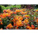 ALSTROEMERIA 'Indian Summer'