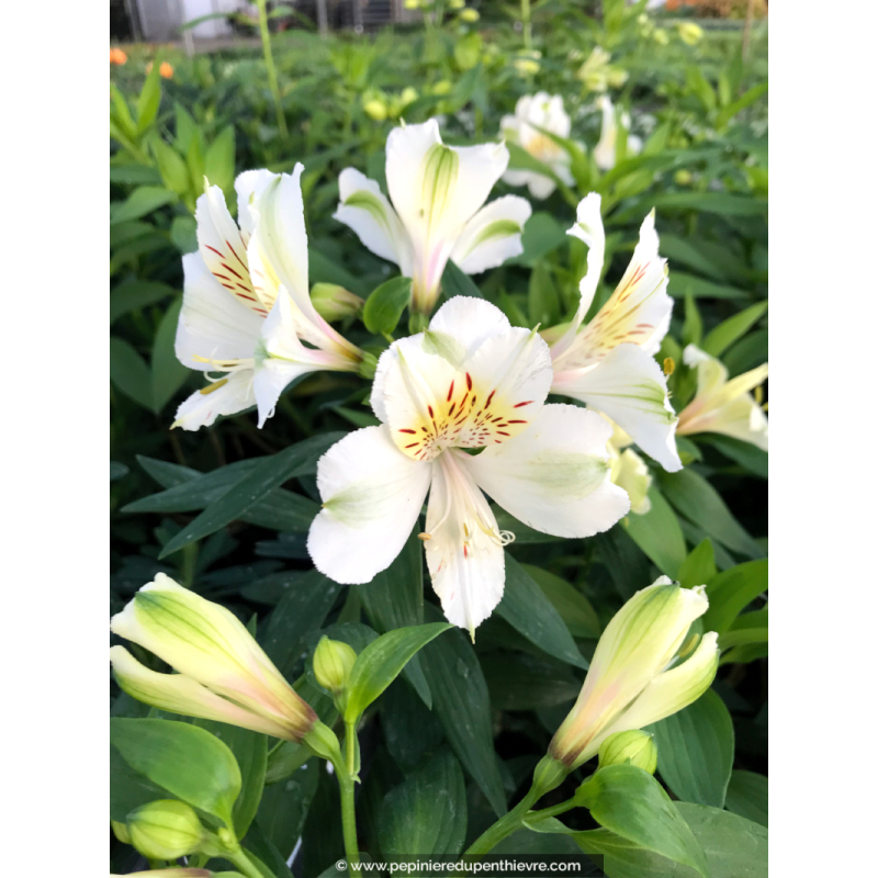 ALSTROEMERIA 'Summer Ice'