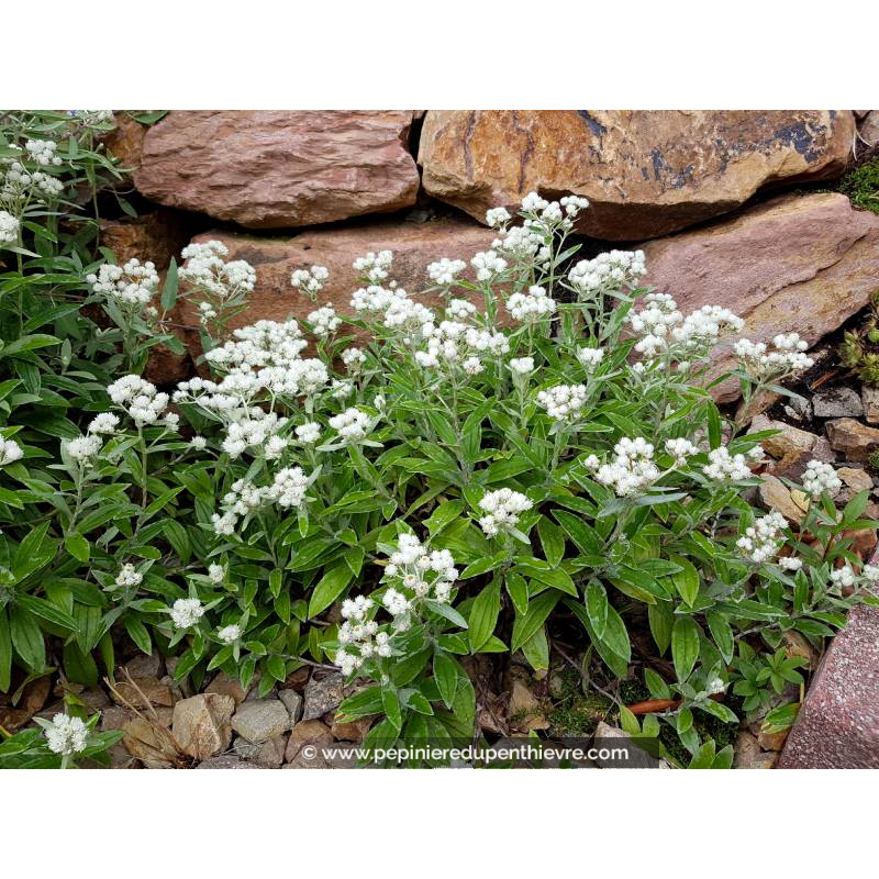 ANAPHALIS triplinervis