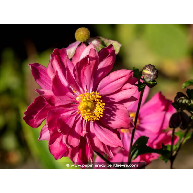 ANEMONE hupehensis 'Prinz Heinrich'