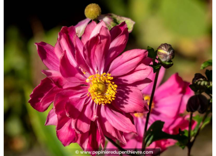 ANEMONE hupehensis 'Prinz Heinrich'