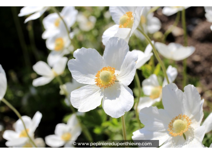 ANEMONE sylvestris