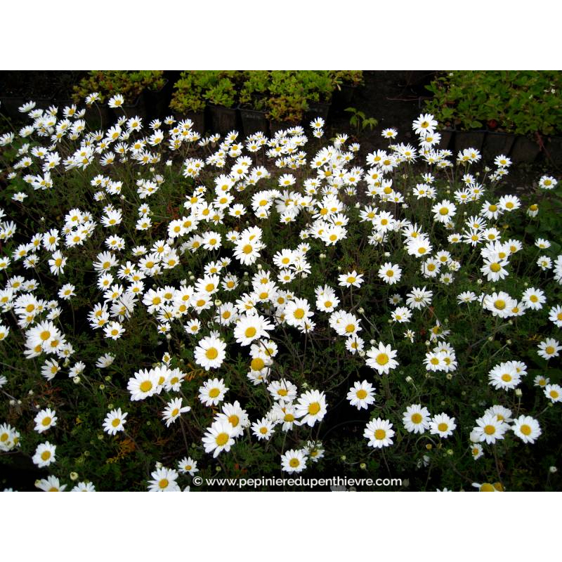 ANTHEMIS carpatica 'Karpatenschnee'
