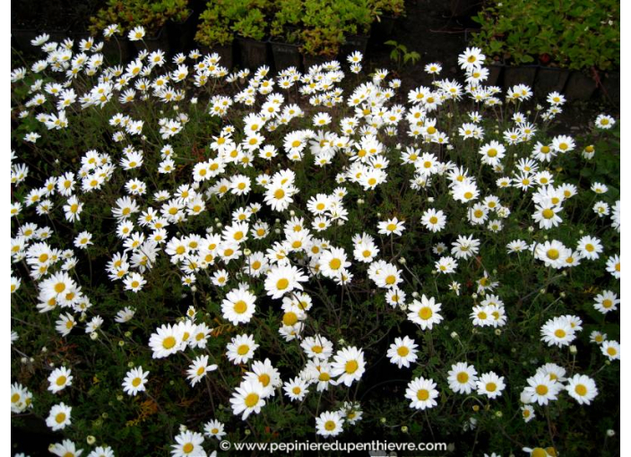 ANTHEMIS carpatica 'Karpatenschnee'
