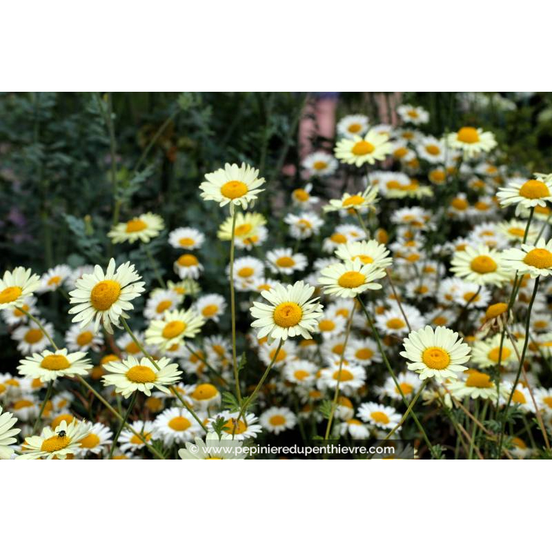 ANTHEMIS 'Sauce Hollandaise'