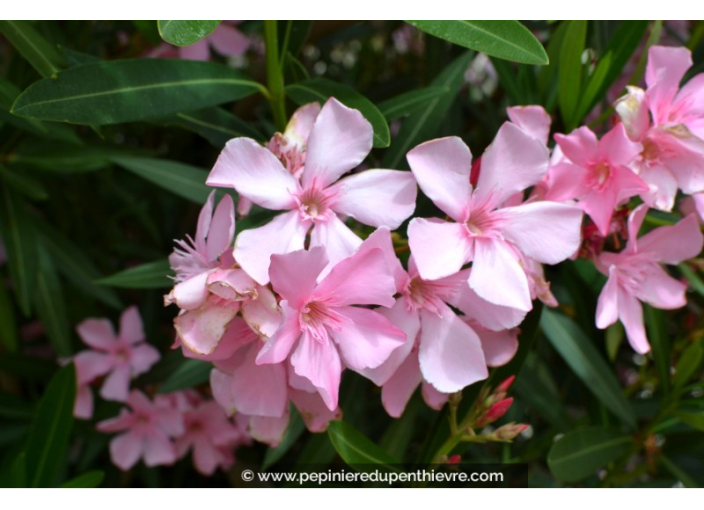NERIUM oleander 'Rose'