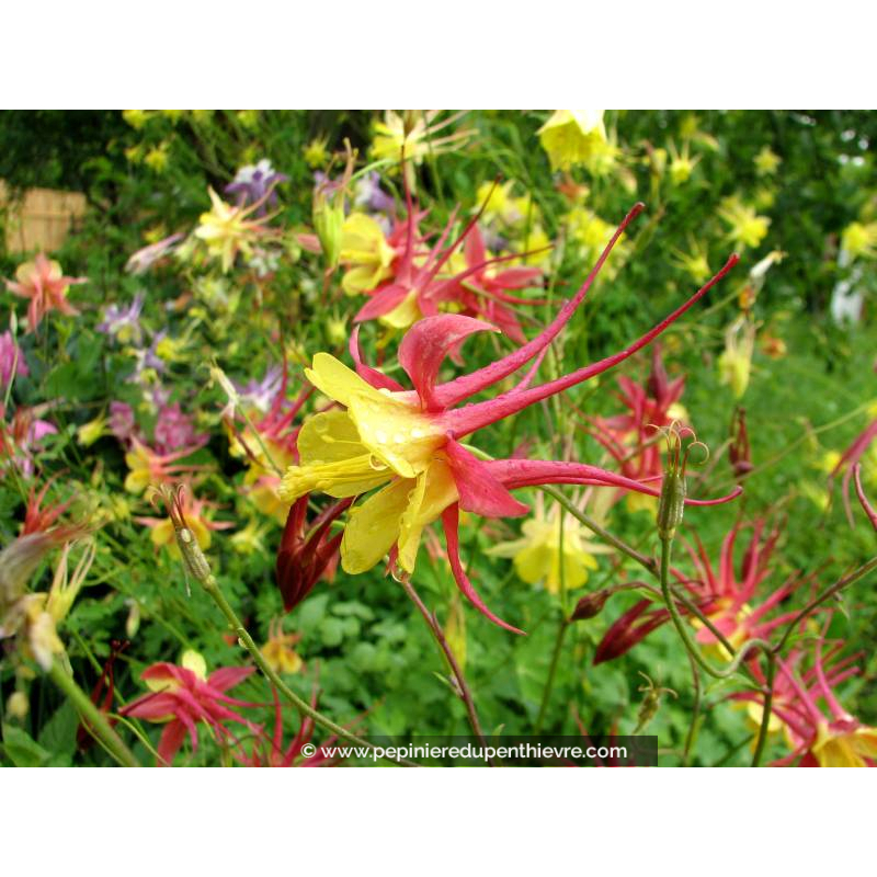 AQUILEGIA 'Biedermeier'