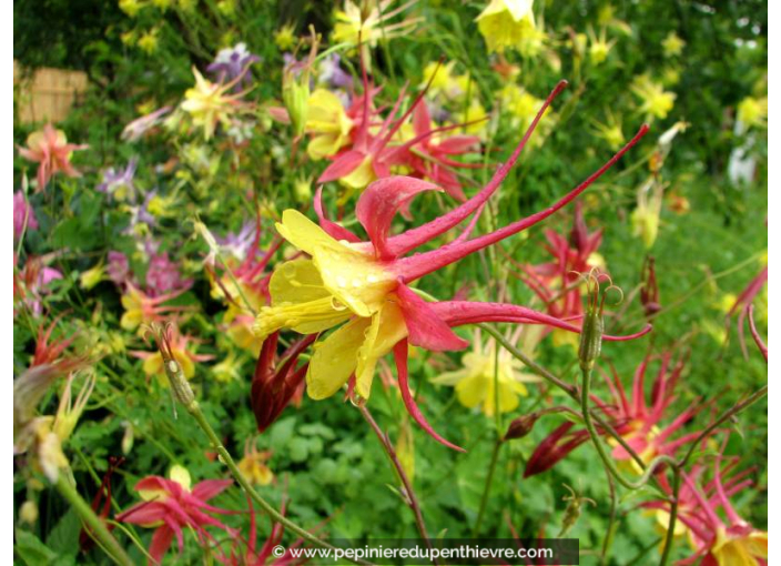 AQUILEGIA 'Biedermeier'