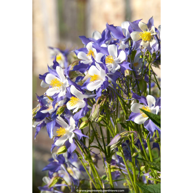 AQUILEGIA caerulea 'Blue Star'