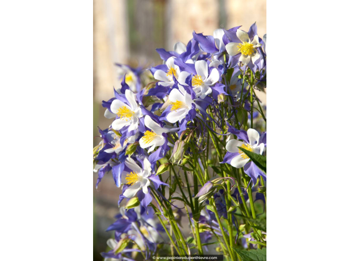 AQUILEGIA caerulea 'Blue Star'