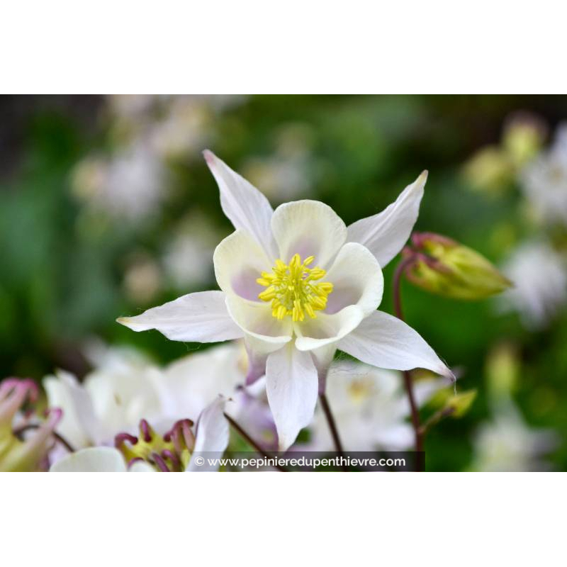 AQUILEGIA caerulea 'White Star'