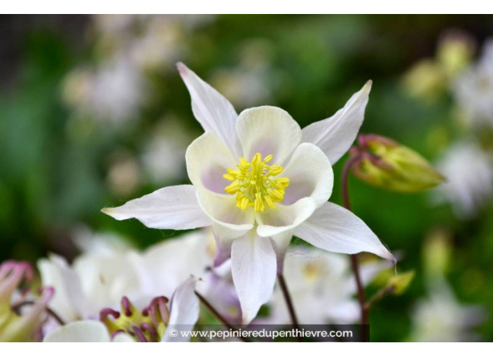 AQUILEGIA caerulea 'White Star'